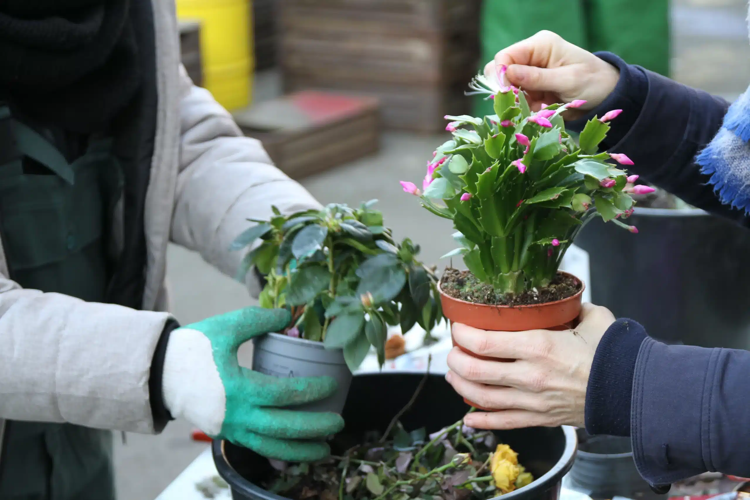 Valorisation de plante avec La Brocante Verte