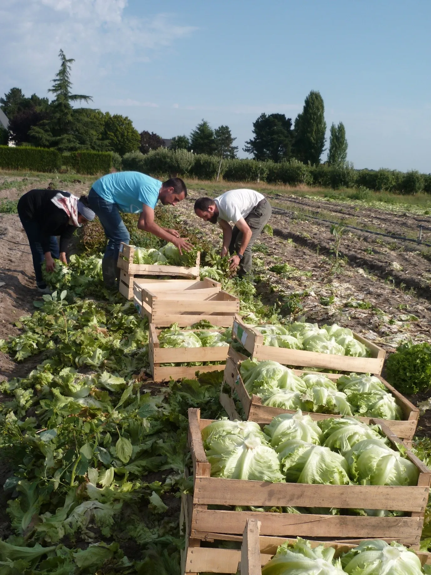 SOLAAL Pays de la Loire
