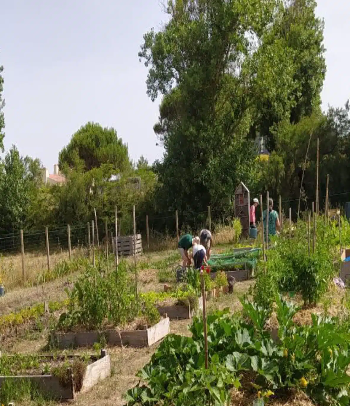 Jardin partagé de l'Accorderie