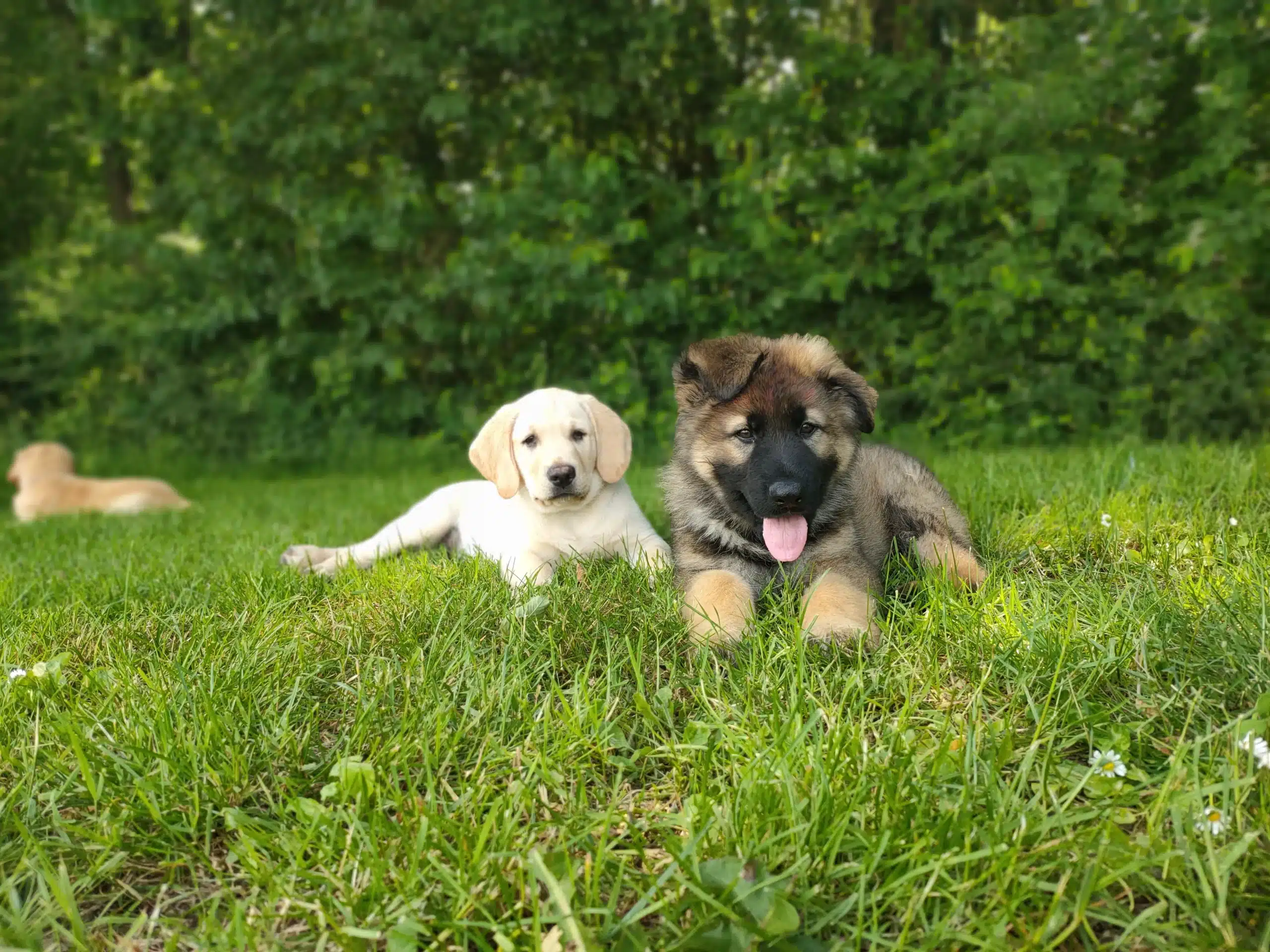 Les Chiens Guides d&rsquo;Aveugles de l&rsquo;Ouest